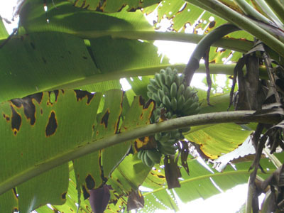 Bananen in de Amazone