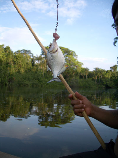 Piranha aan de haak