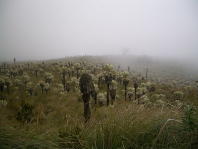 Paramo El Angel