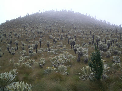 Espeletia Paramo