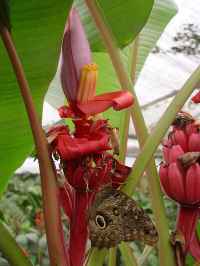 Vlindertuin in Mindo