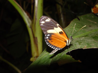 Vlindertuin in Mindo