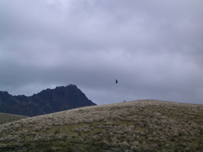 Condor bij de Cotopaxi